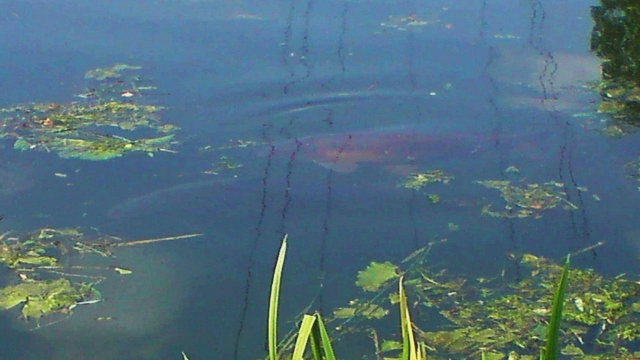 This is the linear (right) and bullseye together on one of my fish spotting trips in the close season. 2011