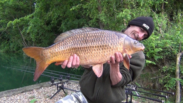 Dawn common