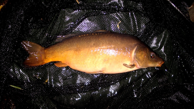 Another typical low double mirror caught at night