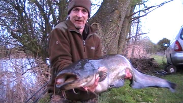 Yet another 40lb+ cat...