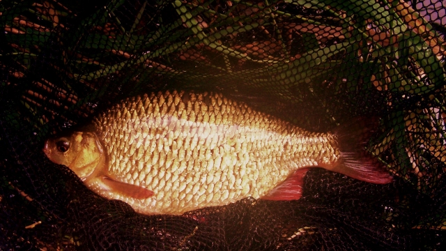 One of the big rudd from dickersons 2008. i had to go over to tiger nut hookbaits to avoid them whilst carping but on light float this one at 2.8lb+ would have been a dream to catch