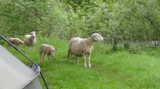 The local wildlife on their dawn patrol...
