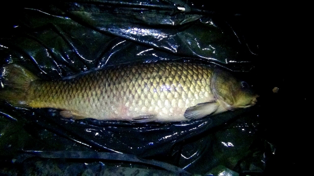 A really long 19lb common just before midnight hits the mat, first fish of the session in the secret swim