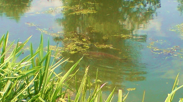 Another large fish on the river cam spotted during one of my trips. signs like these are vital for success