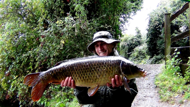 Typical old mid-double todds common 2014