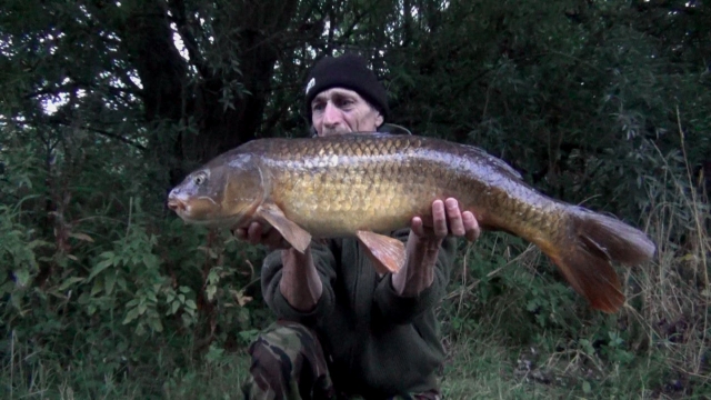 A very old and ancient common that once shone like a bar of gold. a wonderful original british woolpack carp