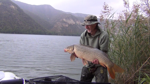 Another hard fighting if small ebro carp