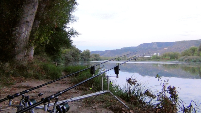 The river segre a tributary of the river ebro and full of carp