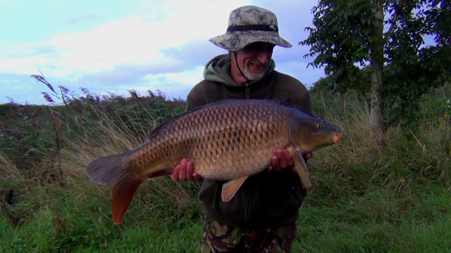 Plenty of classic looking king carp commons