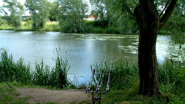 The bottom end of the lake is where they hang out but with only about 15 commons in the lake they aint easy pickins!