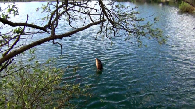 Low thirty breaching after cleaning itself on a tree root (see valley pool part 5 http://thecarpcatcher.co.uk/thecarpcatchers_blog.php?post=168)