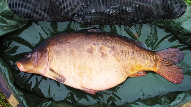 Mat shot of bullseye at 33.8lb 23 november 2011
