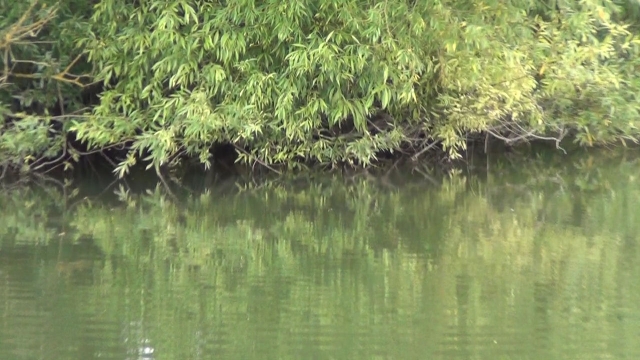Fishing tight to over-hanging margins like this bagged up scored plenty of runs